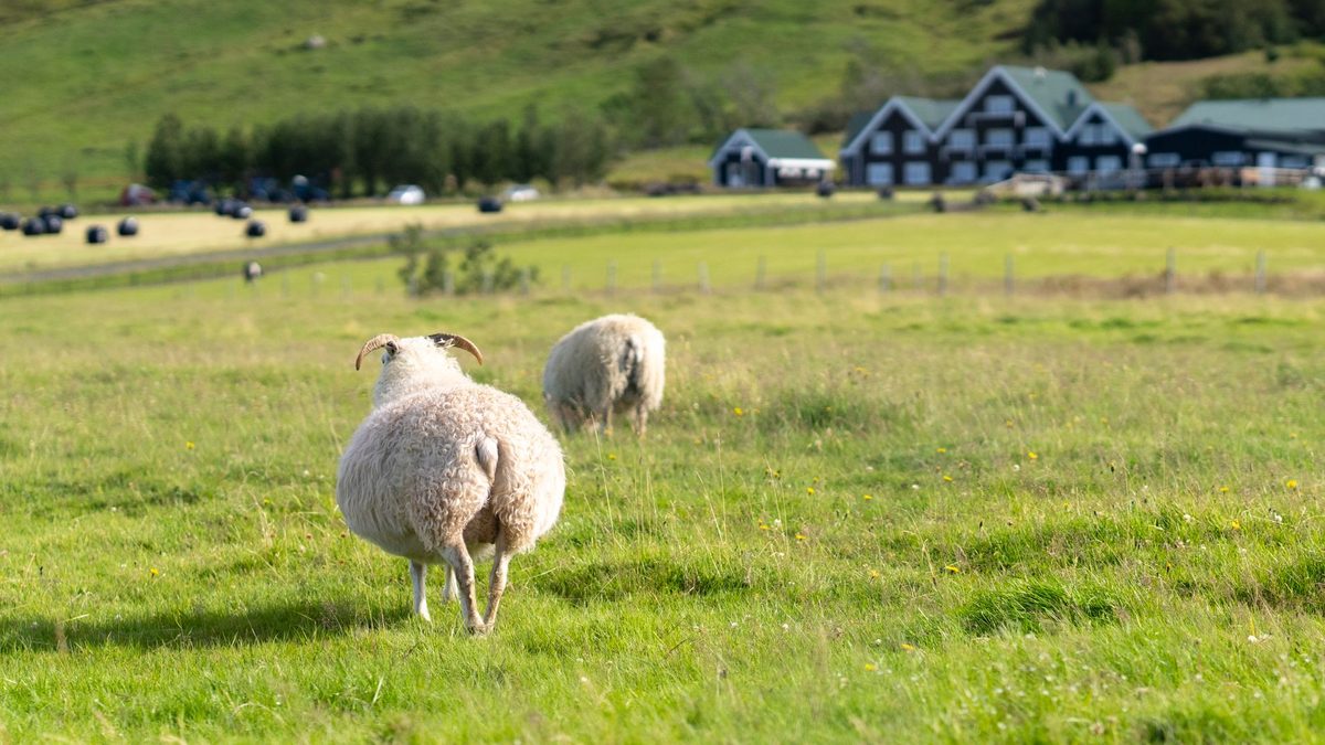 A farm guesthouse and sheep in the Icelandic countryside
