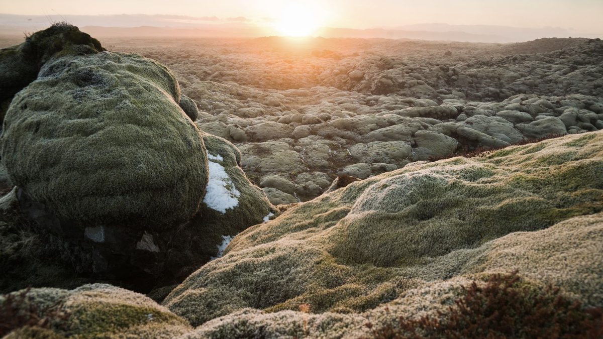 Thick green moss glowing at sunset