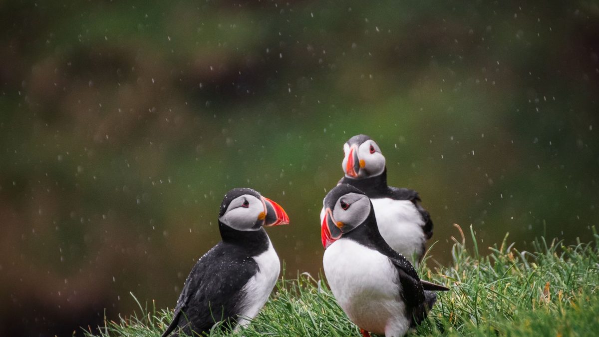 Puffins on a grassy cliff on Mykines