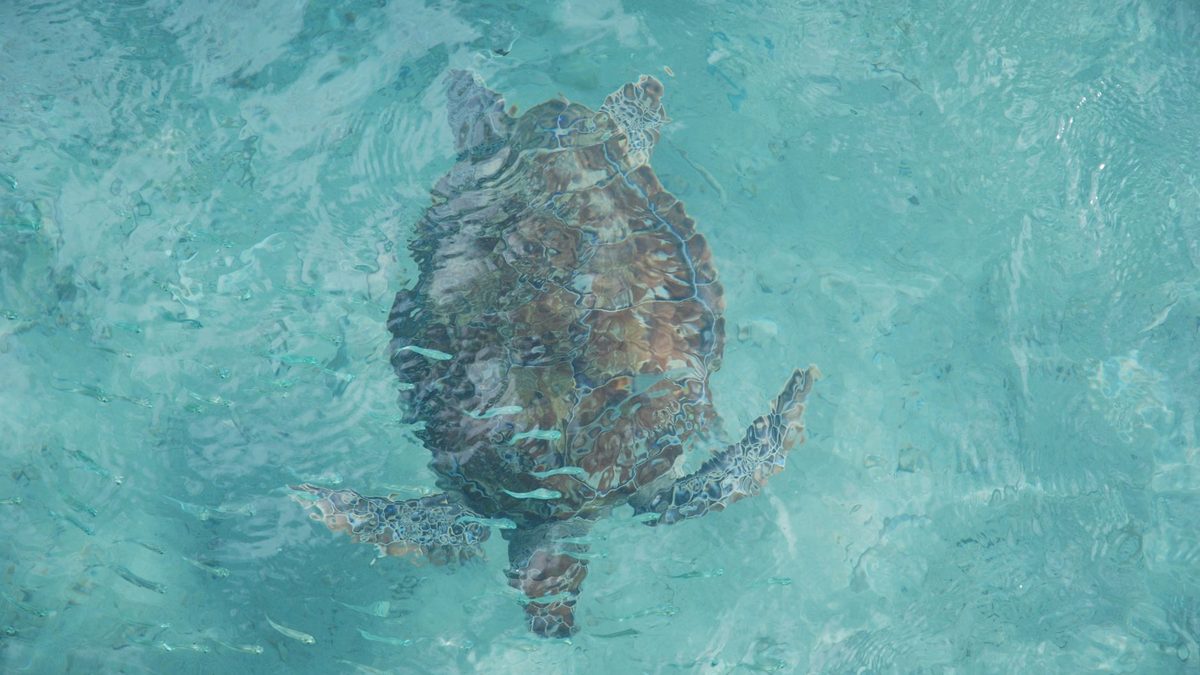 A green sea turtle swimming in clear water