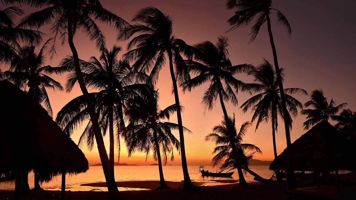 Palm trees silhouetted against an orange sunset