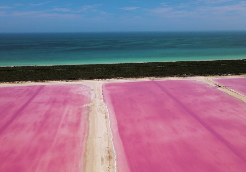 Pink salt ponds beside a strip of green forest
