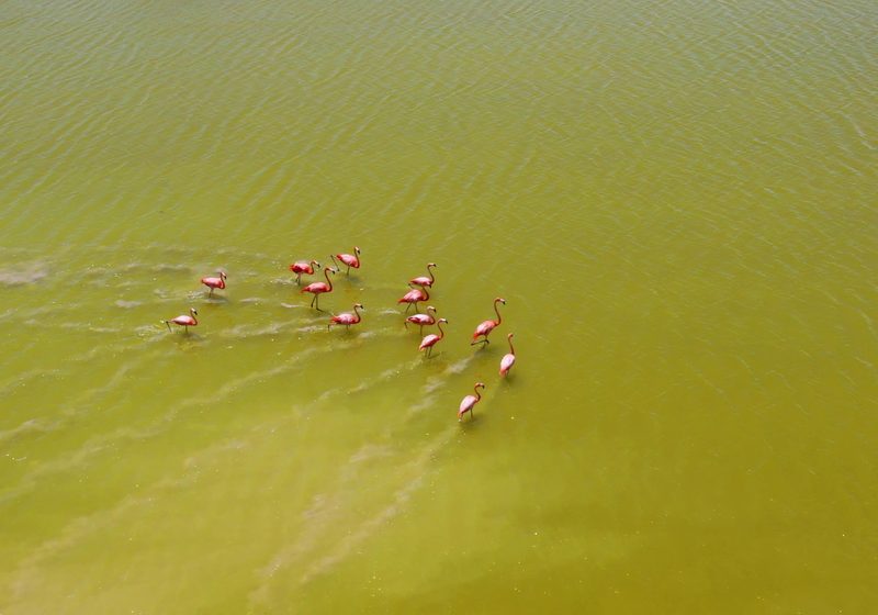 Bright pink ponds under a blue sky