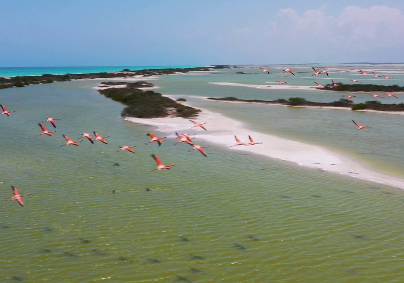 Flamingos in the shallow water