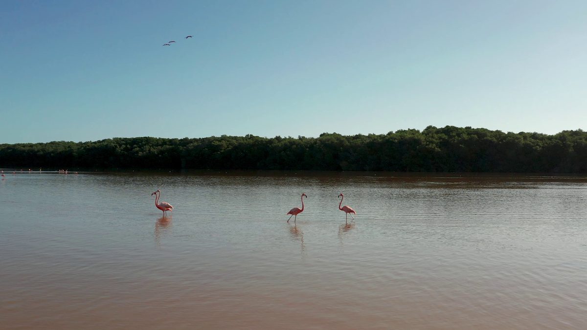 A quiet creek with flamingos in the distance