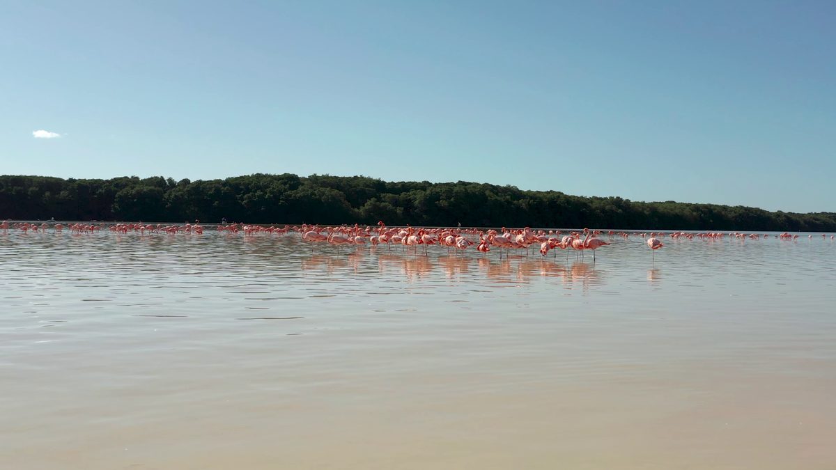 A flock of flamingos standing in shallow water
