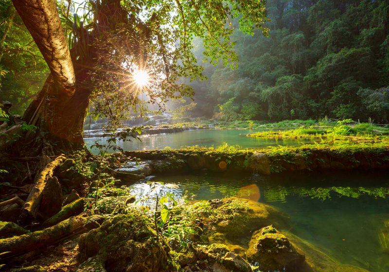 Sunlight through a tree beside the pools