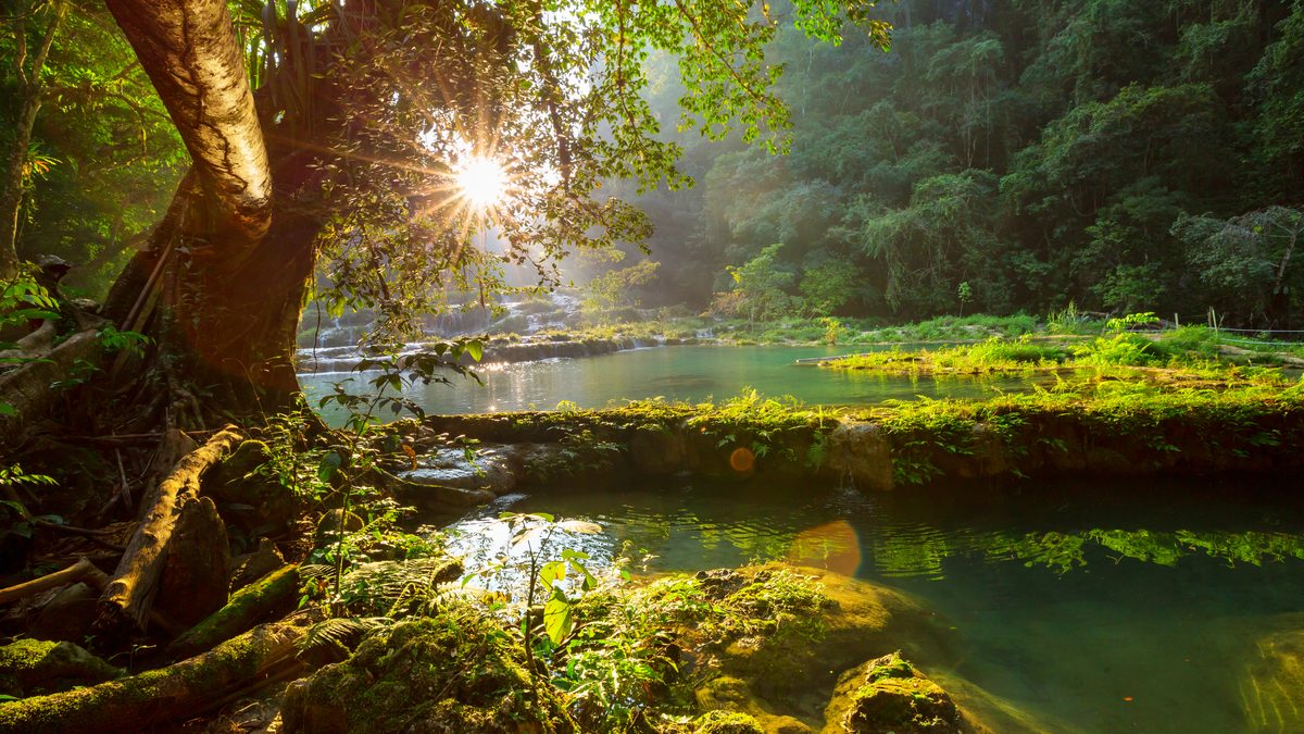 Sunlight through a tree beside the pools in the morning