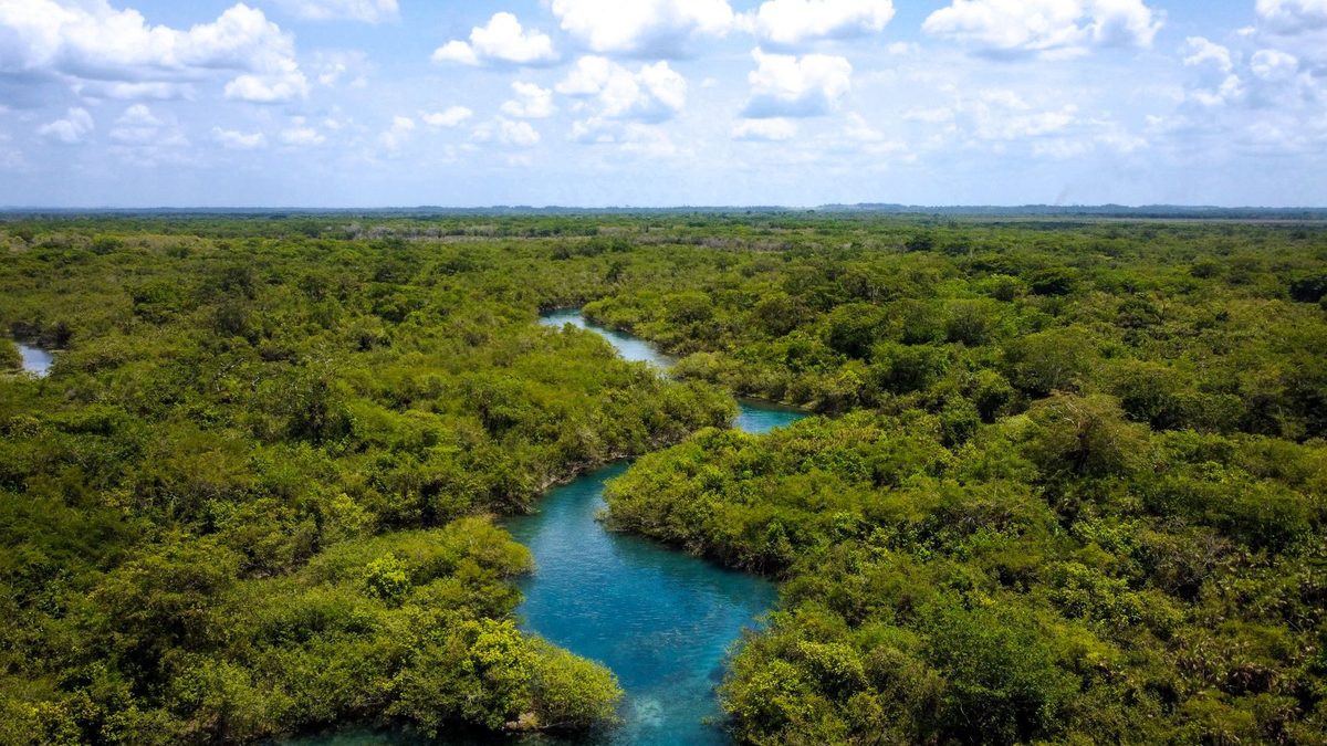 A winding river through green forest